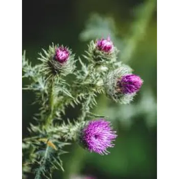 Milk Thistle